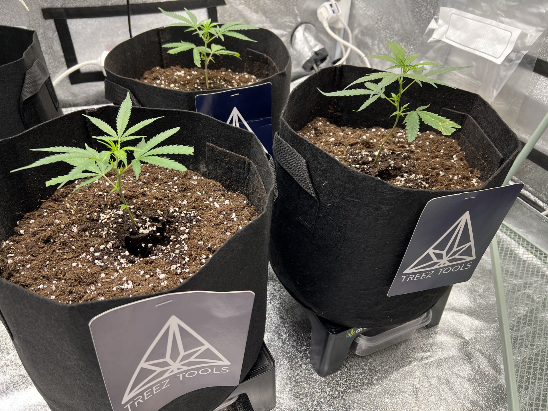 221 Weeks 3 4 Early Vegetative Stage of Cannabis Cultivation