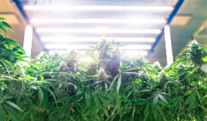 224 Weeks 9 10 Late Flowering Stage of Cannabis Cultivation