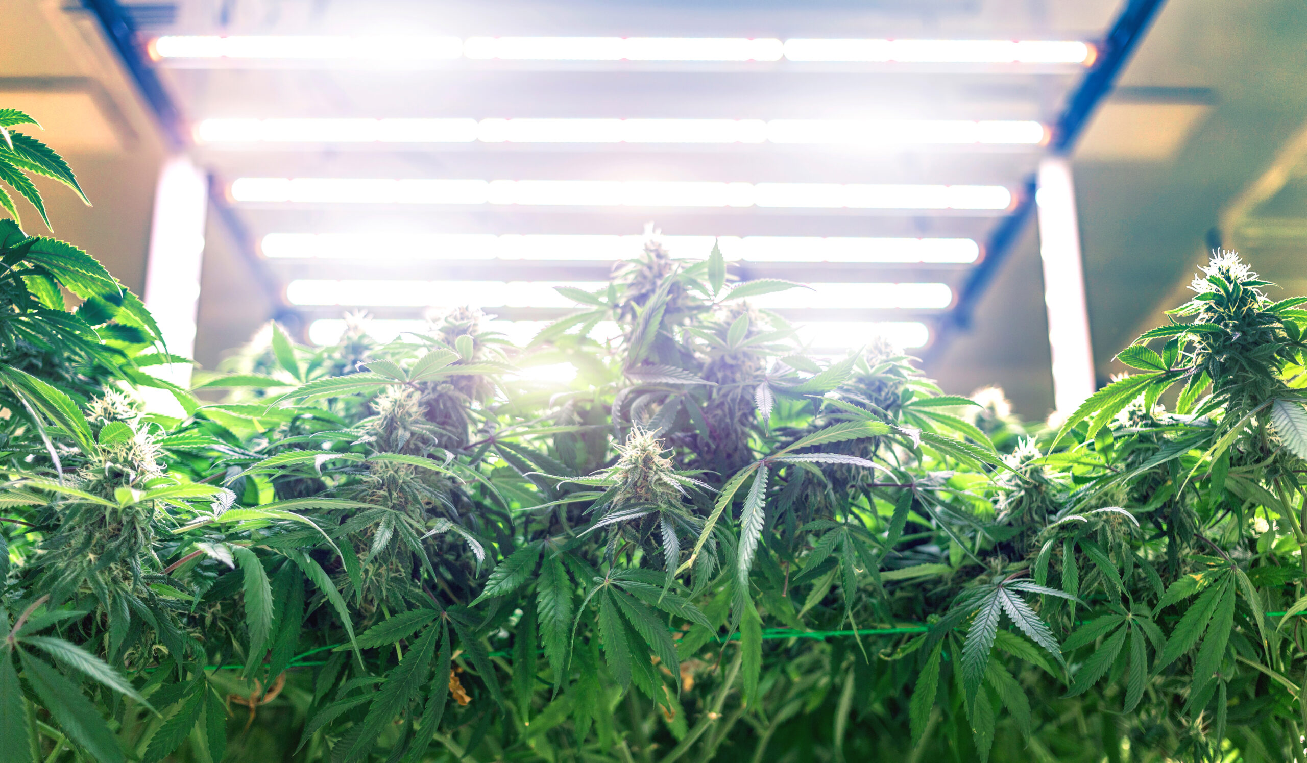 224 Weeks 9 10 Late Flowering Stage of Cannabis Cultivation scaled